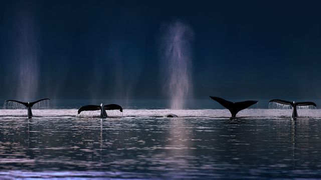 「ザトウクジラ」アメリカ, アラスカ