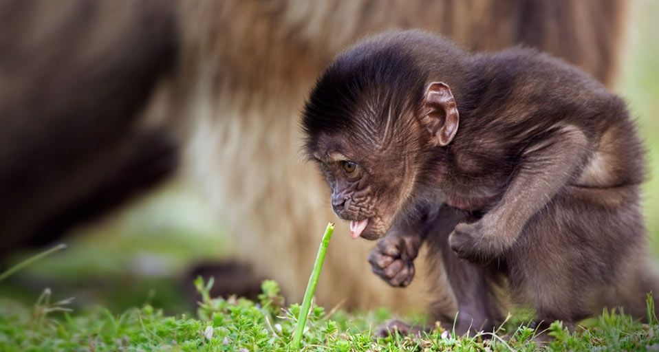 Bébé gélada dans le parc national du Simien, Éthiopie