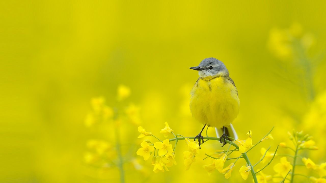 Schafstelze zwischen gelben Blumen, Hessen, Deutschland 
