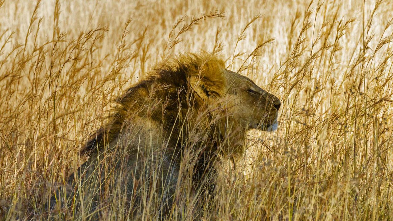 A lion in Hwange National Park, Zimbabwe 
