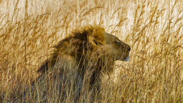 A lion in Hwange National Park, Zimbabwe 