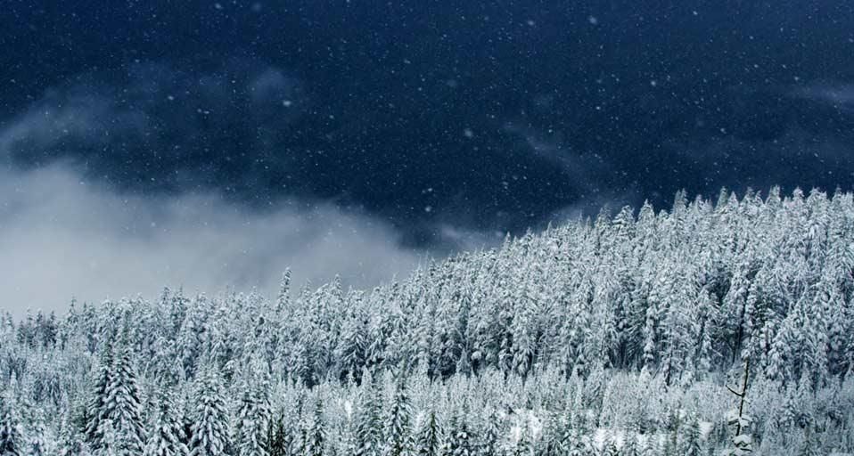 加拿大卑诗省，斯阔米什的林中雪景