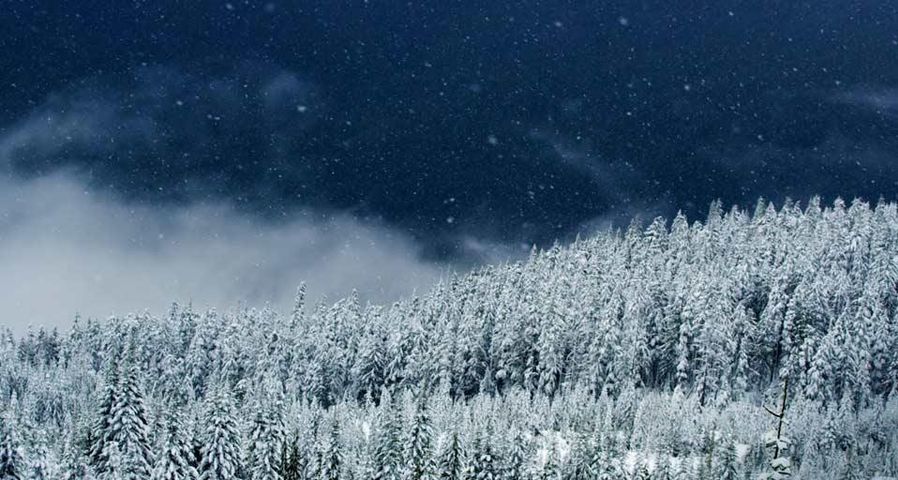 Snow falling on trees in Squamish, British Columbia, Canada
