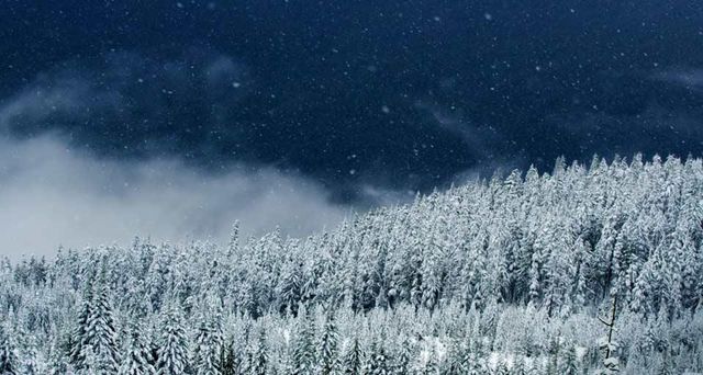 加拿大卑诗省，斯阔米什的林中雪景