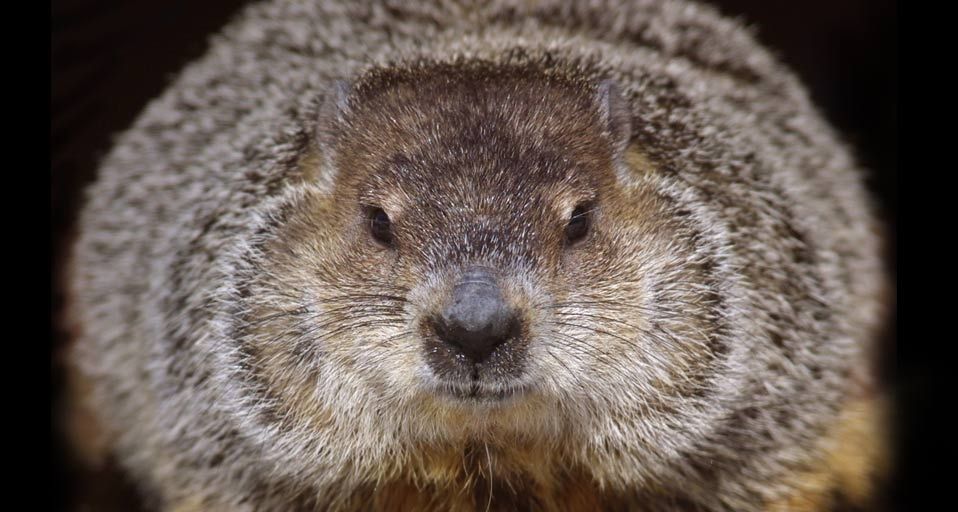 One of the groundhogs at Brookfield Zoo in Brookfield, Illinois