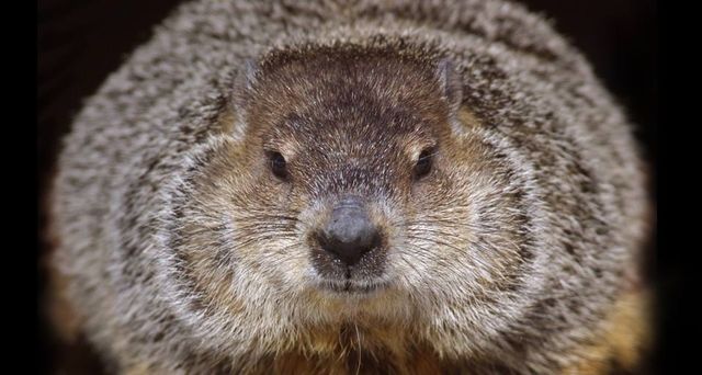 One of the groundhogs at Brookfield Zoo in Brookfield, Illinois