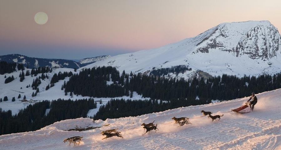 Un concurrent de la course internationale de chien de traîneaux La Grande Odyssée Savoie-Mont-Blanc, département de Haute-Savoie, Rhônes-Alpes