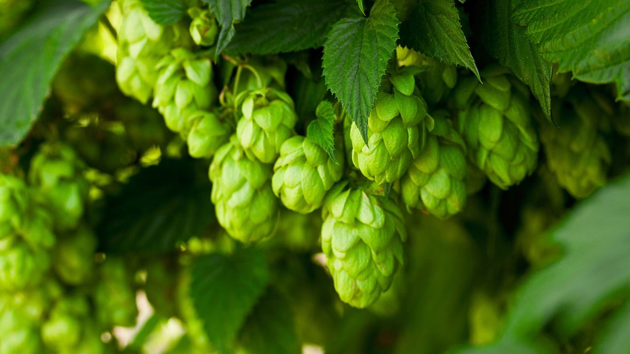 Hopfen 