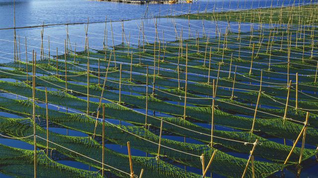 「あおさ海苔養殖場」三重, 志摩