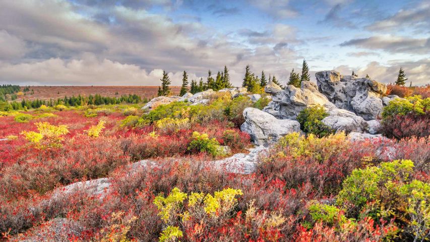 多利草地荒野内熊岩保护区的秋景，美国西弗吉尼亚州 