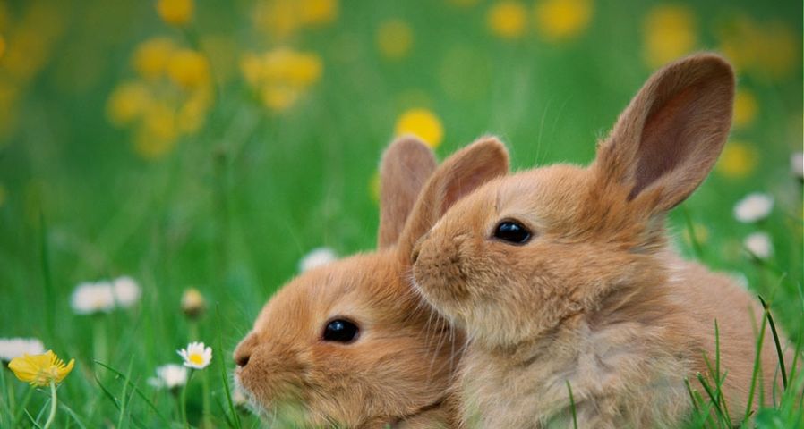 Zwei kleine Hasen sitzen in einer Blumenwiese – Martin Ruegner/Stock Image/Getty Images ©