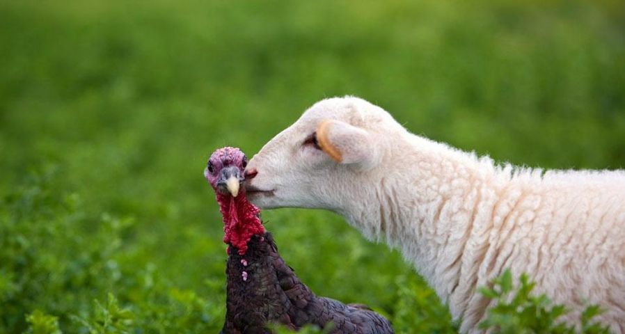 A lamb gives a turkey a kiss on a farm in Lindsborg, Kansas