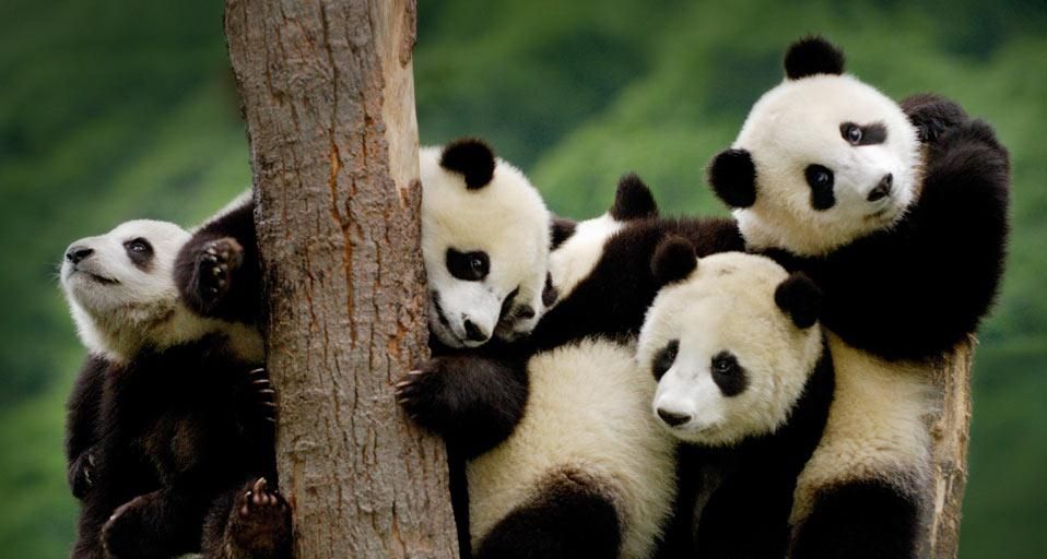 Giant panda cubs at the Wolong National Nature Reserve in Sichuan province, China