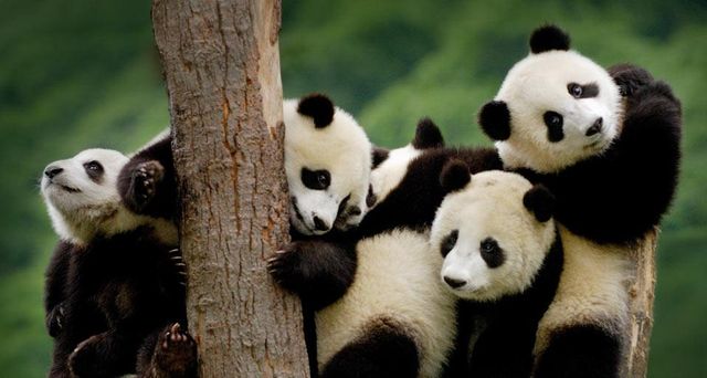 Giant panda cubs at the Wolong National Nature Reserve in Sichuan province, China