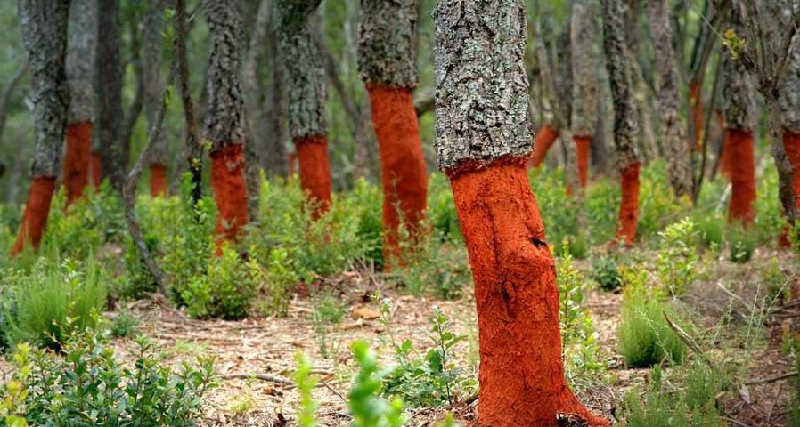 Freshly stripped cork oaks in Catalonia, Spain