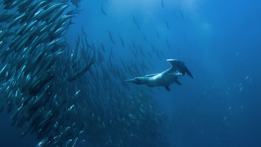 南非，东开普省，狂野海岸，海角塘鹅潜入圣约翰斯港口捕鱼
