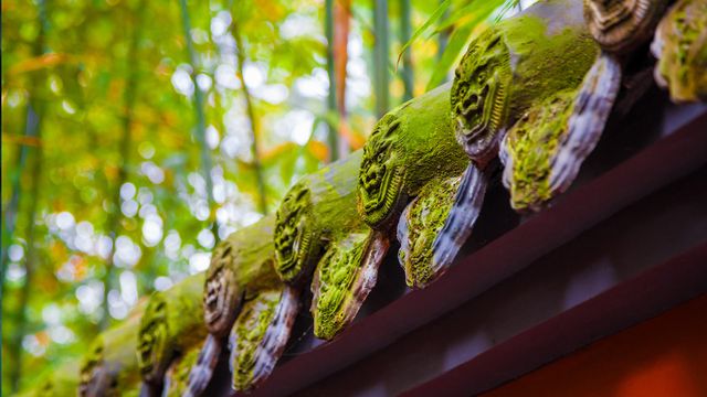 【今日立夏】武侯祠内的红墙绿竹林,中国成都