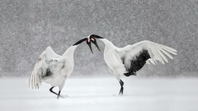 Grues du Japon en train de danser, Hokkaidō, Japon