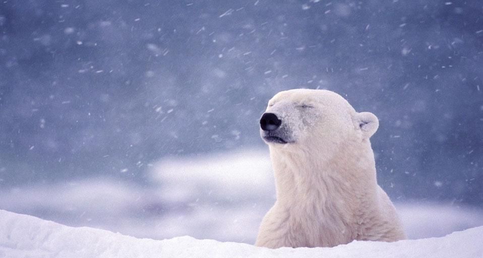 Polar bear near Hudson Bay in Churchill, Manitoba, Canada