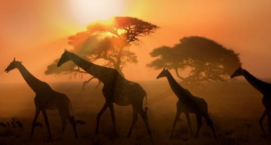 Eine Giraffenherde schreitet durch die Dämmerung, Etosha-Nationalpark, Namibia