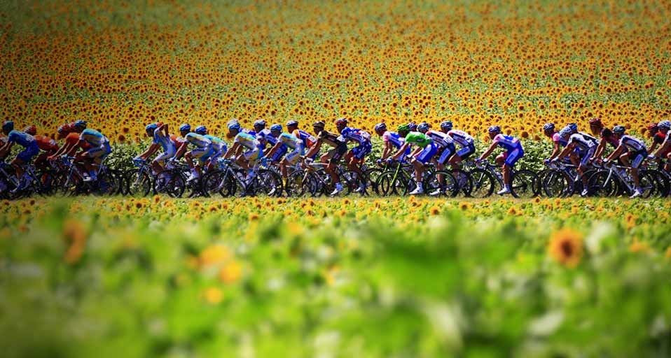 Cyclists in the 2010 Tour de France pass by a sunflower field between Revel and Ax-Trois-Domaines, France