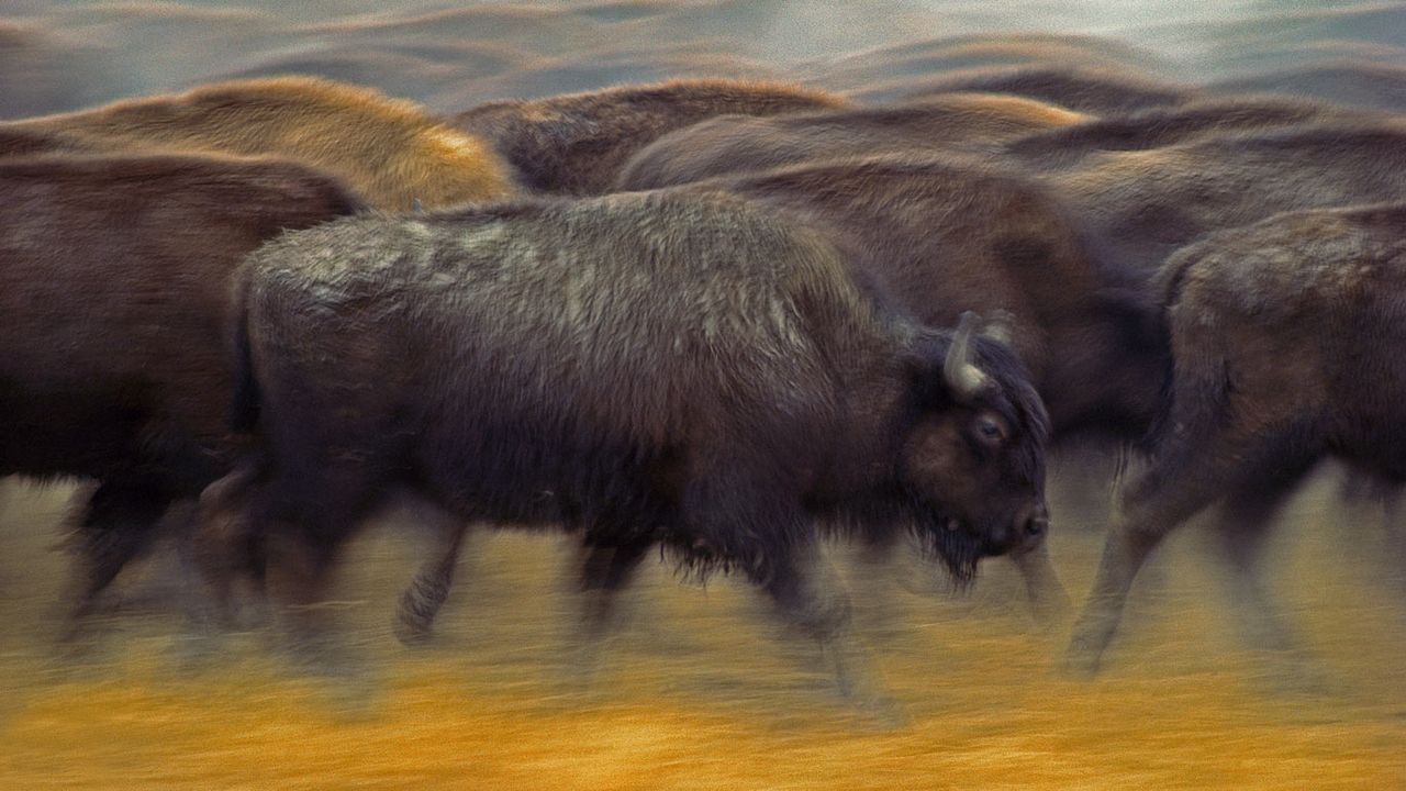 Bisons d’Amérique du Nord près de Fort Pierre, Dakota du Sud, États-Unis