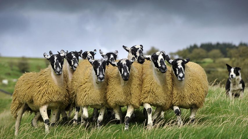 英格兰，羊与边境柯利牧羊犬