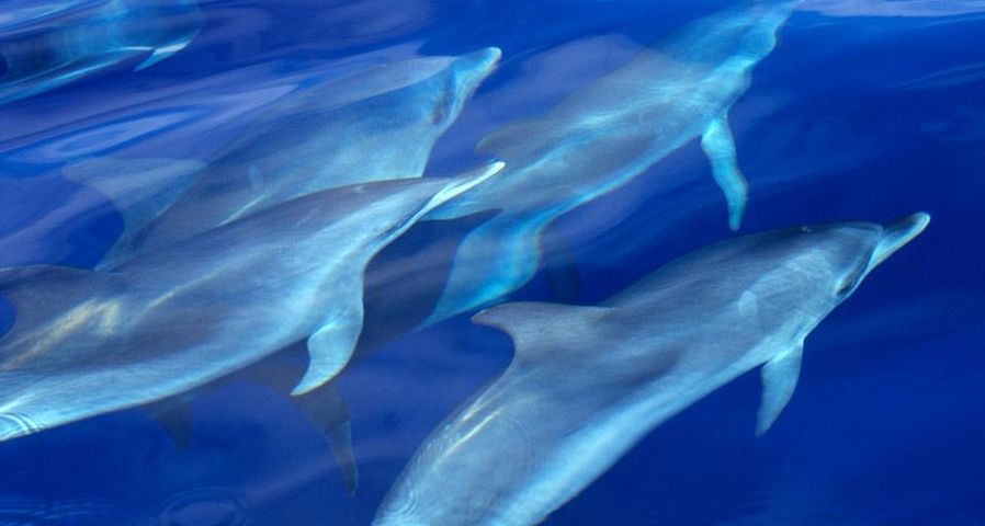 Atlantic spotted dolphin pod swimming near the Azores, Atlantic Ocean