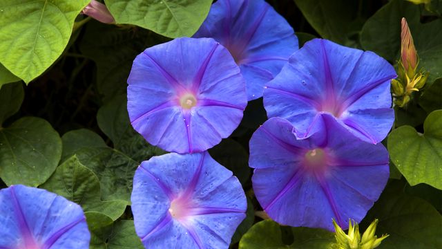 「青い朝顔」