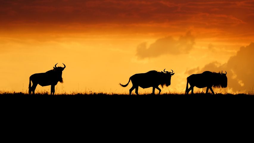 Gnous dans le Masaï Mara, Kenya