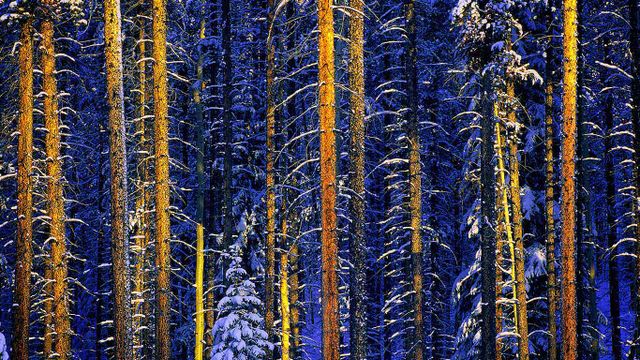 Jasper-Nationalpark, Alberta, Kanada