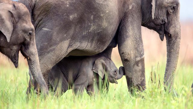 Asian elephants in Jim Corbett National Park, India