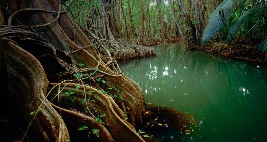 ｢マリゴの森｣ドミニカ国