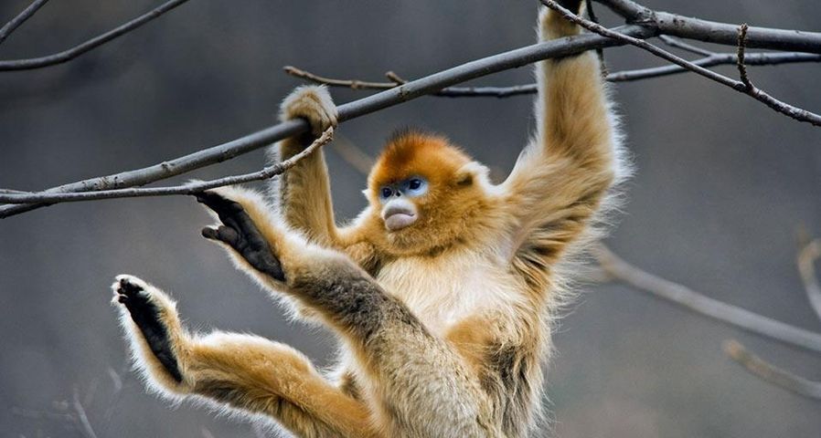 A golden snub-nosed monkey plays in a tree in Qinling Mountains, Shaanxi Province, China