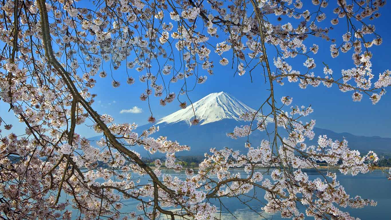 桜と富士山 富士五湖周辺 Bing Gallery