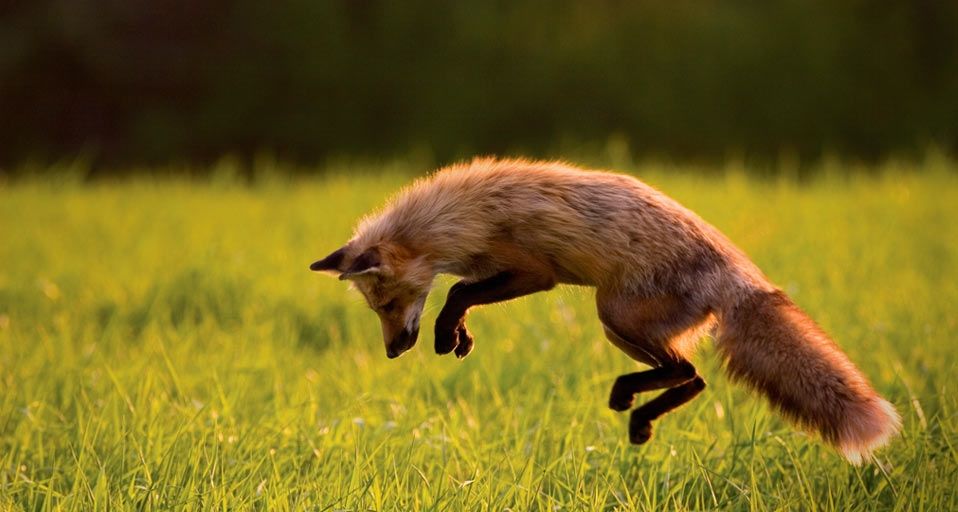 Red Fox hunting on Prince Edward Island, Canada