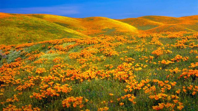 Antelope Valley Poppy Reserve in California, USA