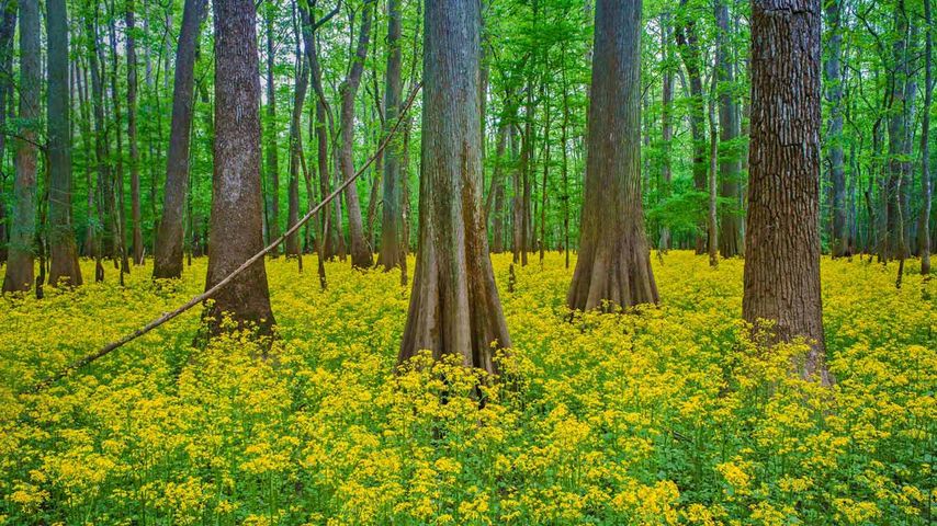 Blooming Butterweed In Congaree National Park South Carolina Bing 