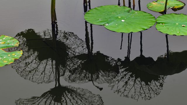 Feuilles de lotus, Shanghai, Chine