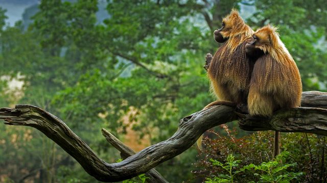 Geladas in repose