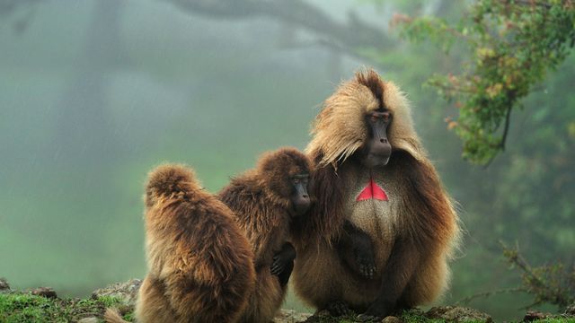 「ゲラダヒヒ」エチオピア, シミエン国立公園