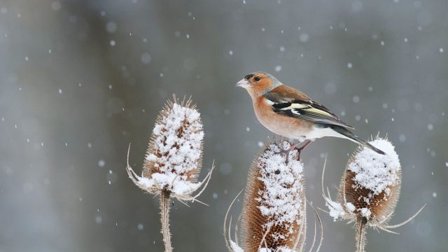 A chaffinch perched on a snow-covered teasel in Kent 