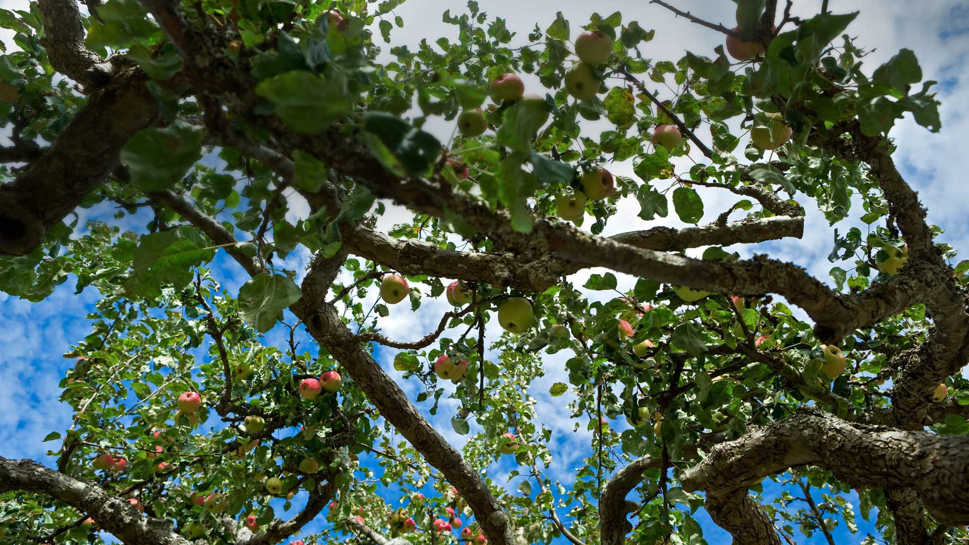 ソルトスプリング島のリンゴの木 カナダ ブリティッシュコロンビア州 Bing Gallery