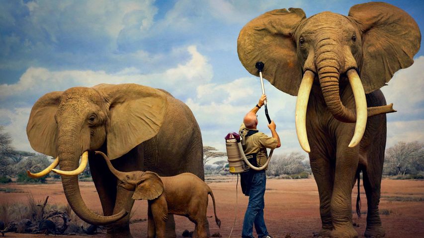 在洛杉矶县自然历史博物馆清洗大象模型，加利福尼亚州 