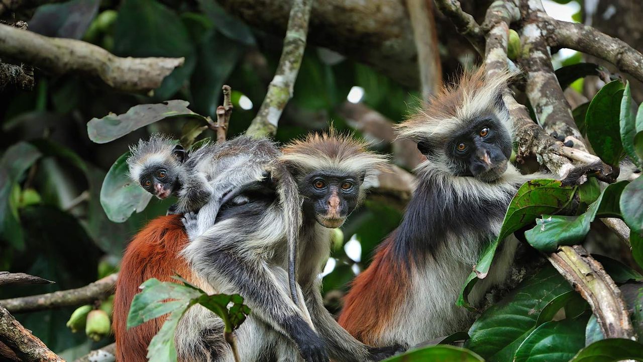 Zanzibar red colobus monkeys in Zanzibar, Tanzania 