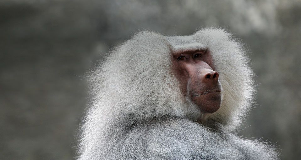 Baboon at the North Carolina Zoo in Asheboro, North Carolina