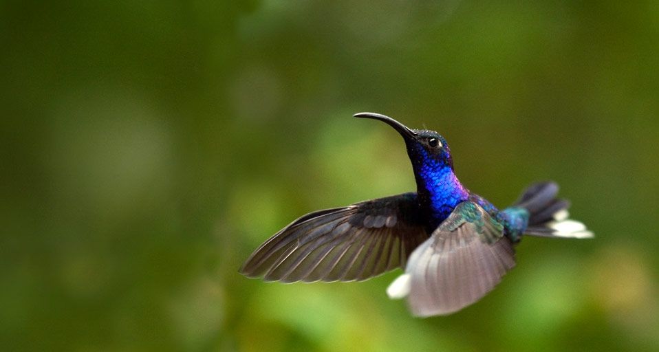 Violet Sabrewing Hummingbird, Monteverde, Costa Rica