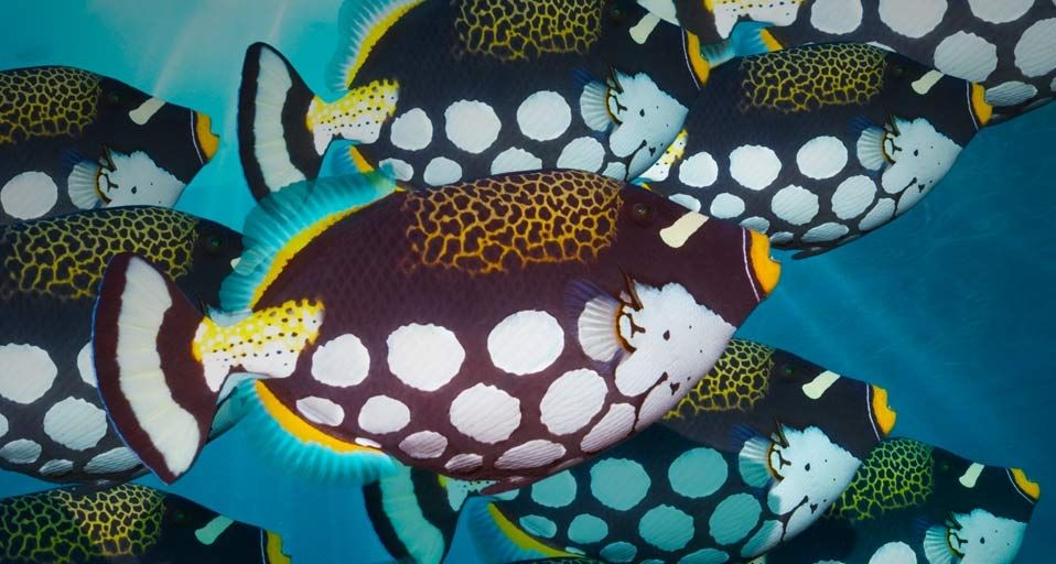 Clown triggerfish off the coast of Bunaken Island, Sulawesi, Indonesia