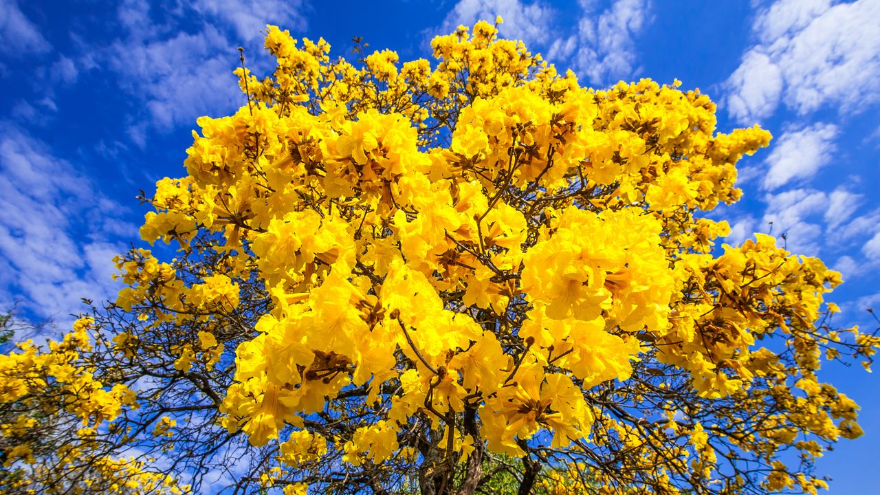 Árvore de ipê-amarelo em floração