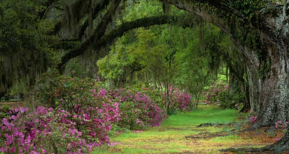 Herrschaftliche Eichen in der Magnolia Plantation and Gardens in Charleston, South Carolina – Adam Jones/Visuals Unlimited, Inc. ©